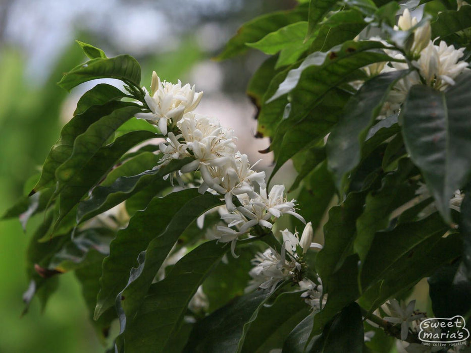 Colombia Inza Veredas