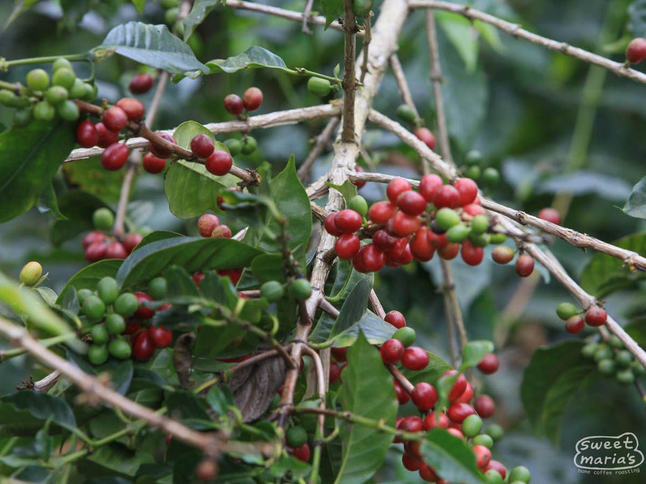 Mexico Chiapas Villa Corzo