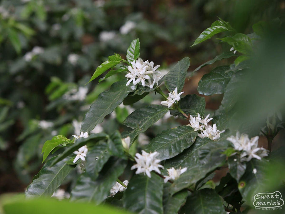 Mexico Chiapas Villa Corzo