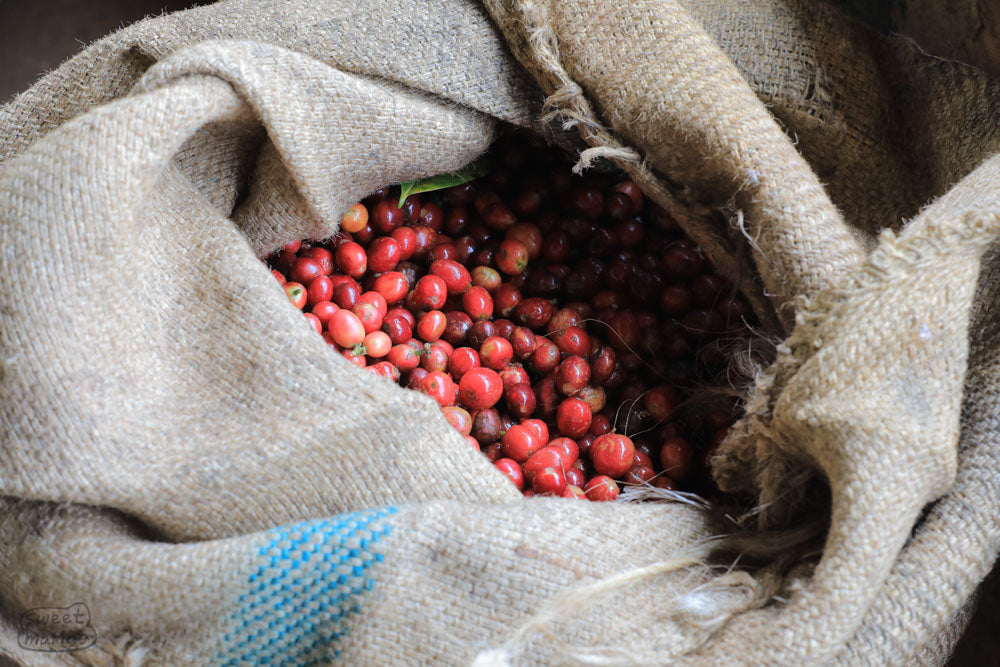 Kenya Kirinyaga Rangeto