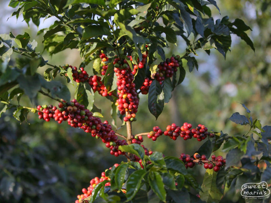 Kenya Kirinyaga Rangeto