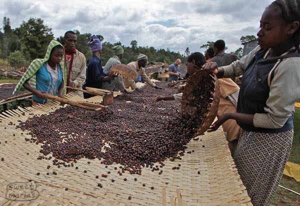 Ethiopia Yirga Cheffe Konga