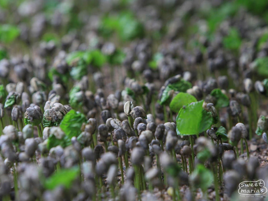 Mexico Chiapas Villa Corzo