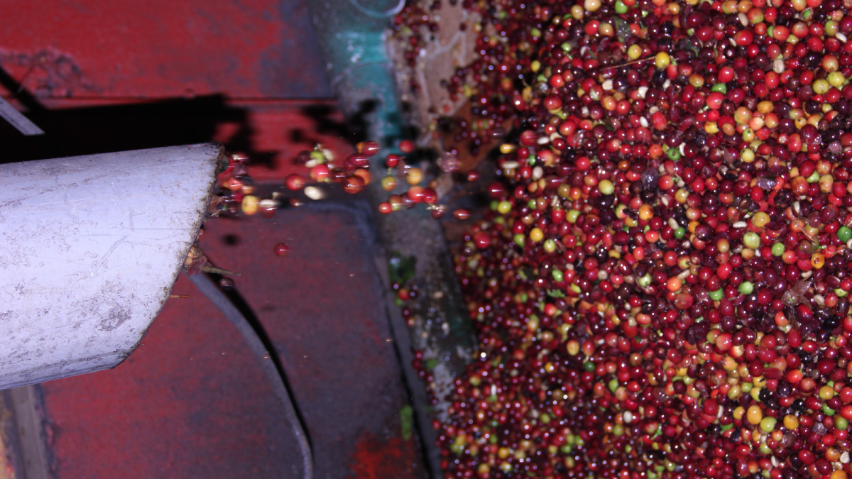 Costa Rica Tarrazu San Diego