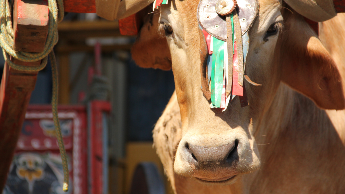 Costa Rica Tarrazu San Diego