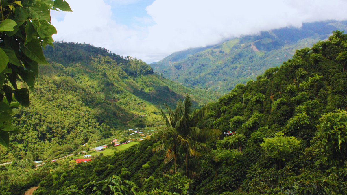 Costa Rica Tarrazu San Diego