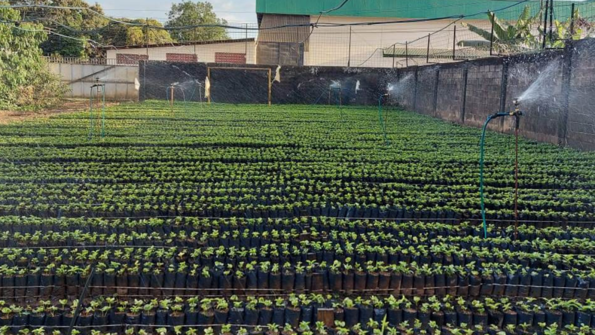 Costa Rica Tarrazu San Diego