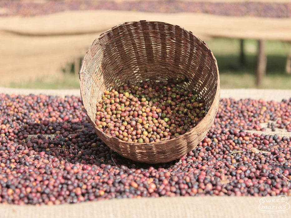 Ethiopia Yirga Cheffe Konga