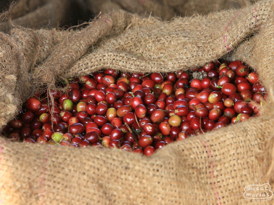Ethiopia Yirga Cheffe Konga