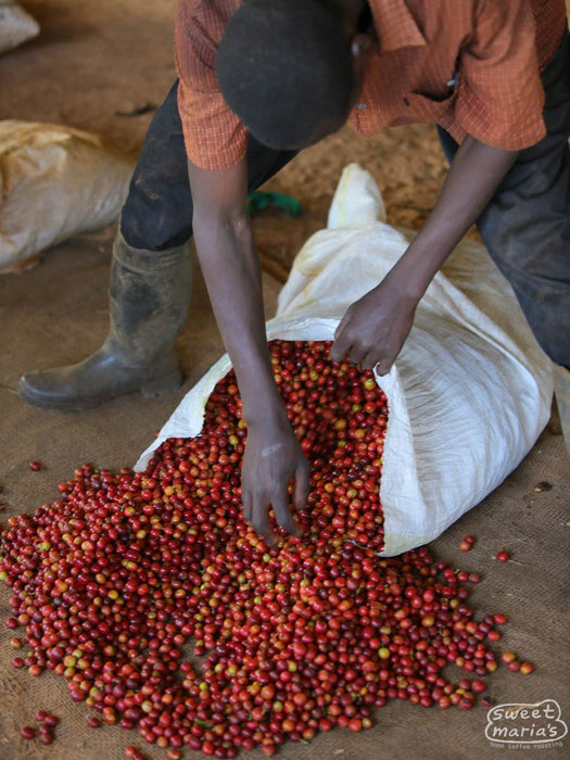 Kenya Nyeri Mahiga Peaberry