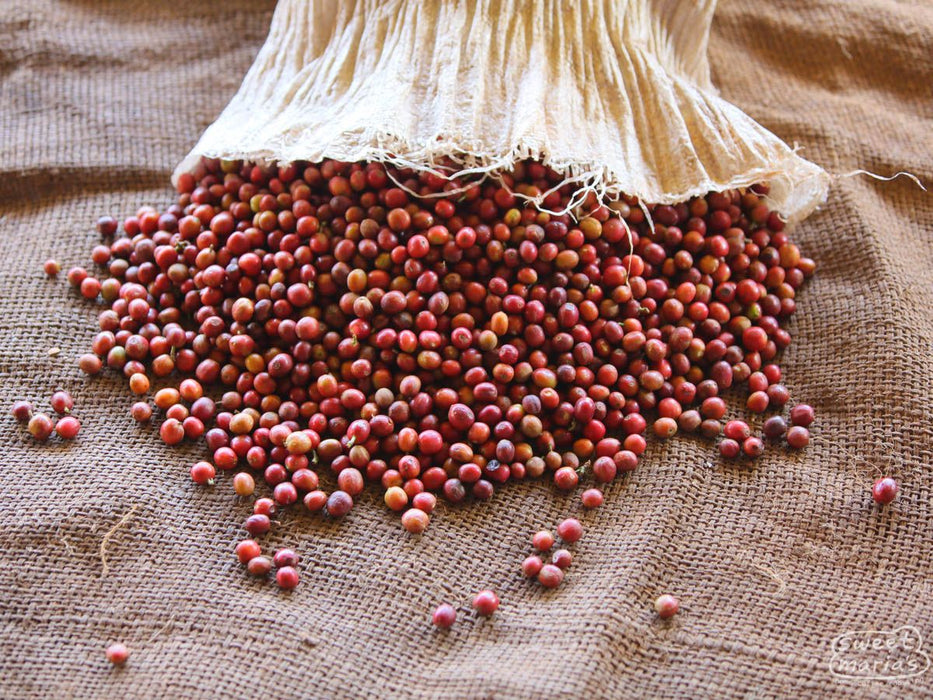 Kenya Nyeri Mahiga Peaberry